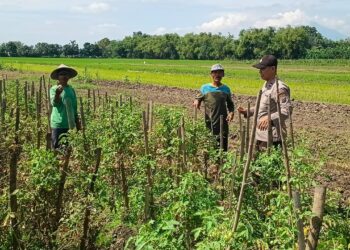 Polsek Tarik Patroli Ketahanan Pangan di Desa Mliriprowo, Cek Tanaman Tomat
