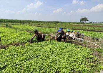 Polsek Krembung Dukung Swasembada Pangan, Polisi Turun ke Lahan P2B Desa Lemujut