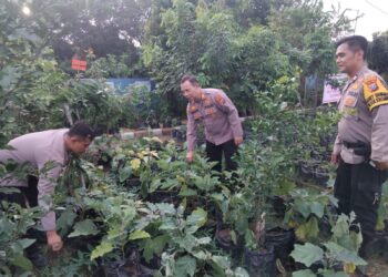 Kapolsek Krembung Cek Ketahanan Pangan P2B di Desa Lemujut