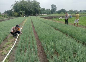 Kanit Binmas Polsek Krembung Dampingi Perawatan Tanaman Bawang Merah di Desa Lemujut