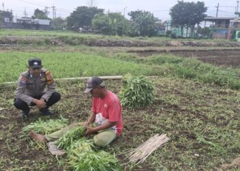 Topang Ketahanan Pangan, Warga Sumberejo Manfaatkan Lahan Kosong untuk Budidaya Kangkung