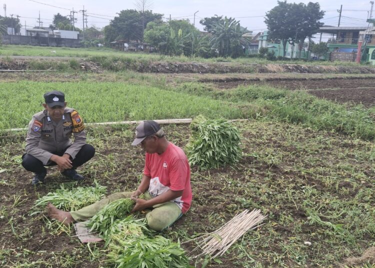 Topang Ketahanan Pangan, Warga Sumberejo Manfaatkan Lahan Kosong untuk Budidaya Kangkung