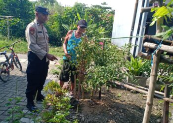 Bhabinkamtibmas Polsek Taman Dampingi Warga Manfaatkan Pekarangan Rumah Untuk Ketahanan Pangan