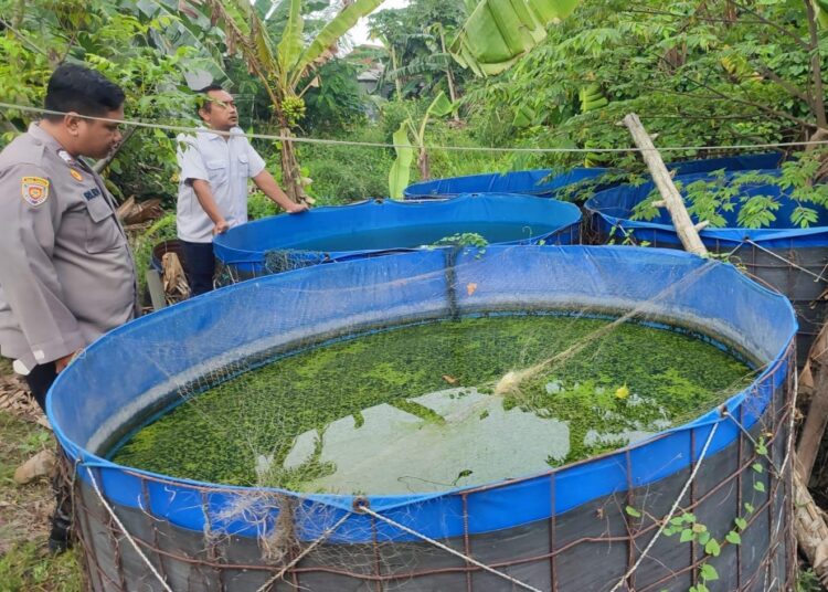 Bhabinkamtibmas Sidodadi Polsek Candi Dukung Ketahanan Pangan Lewat Budidaya Ikan Lele