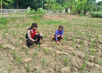 Polisi di Balongbendo Optimalkan Ketahanan Pangan, Turun Langsung Dampingi Petani