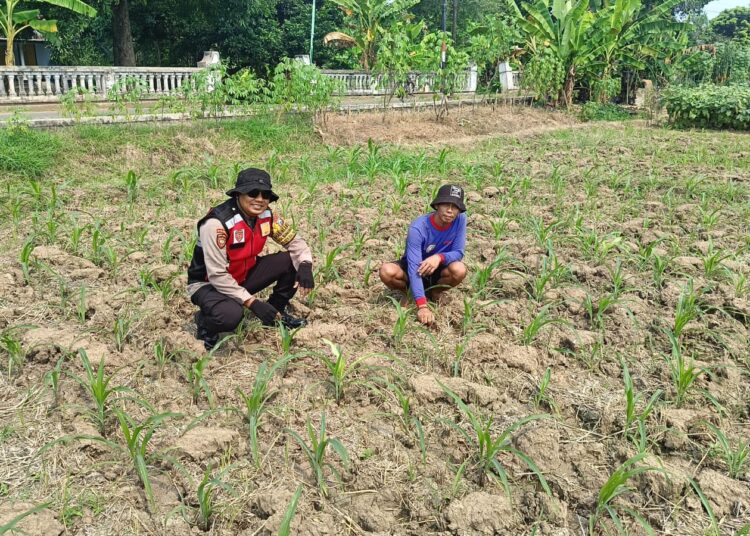 Polisi di Balongbendo Optimalkan Ketahanan Pangan, Turun Langsung Dampingi Petani