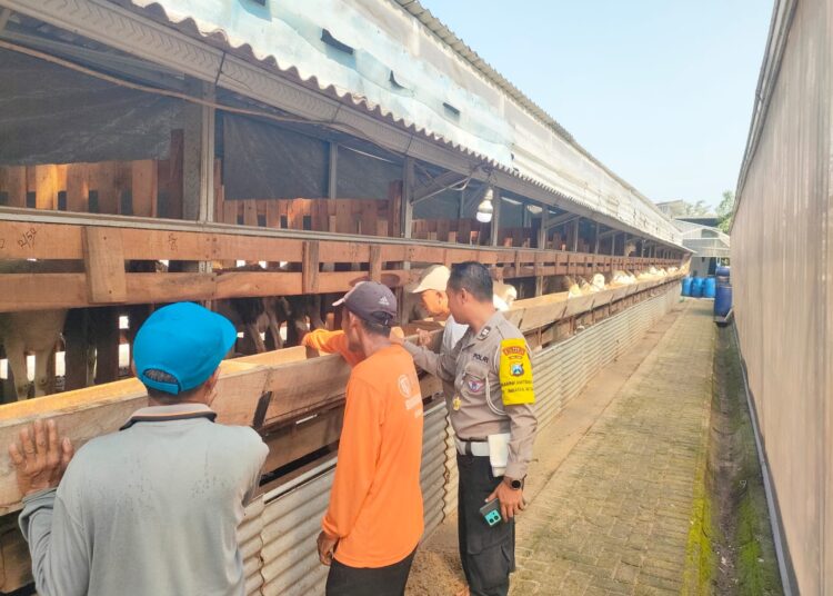 Warga Jimbaran Wetan Wonoayu Manfaatkan Lahan Kosong untuk Ternak Kambing, Polisi Beri Edukasi Ketahanan Pangan