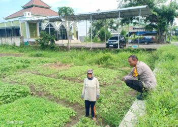 Bhabinkamtibmas Kenongo Tinjau Lahan Pertanian Sayuran Perkuat Ketahanan Pangan