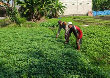 Polsek Wonoayu Tinjau Progres Pemanfaatan Pekarangan Pangan Bergizi di Desa Lambangan