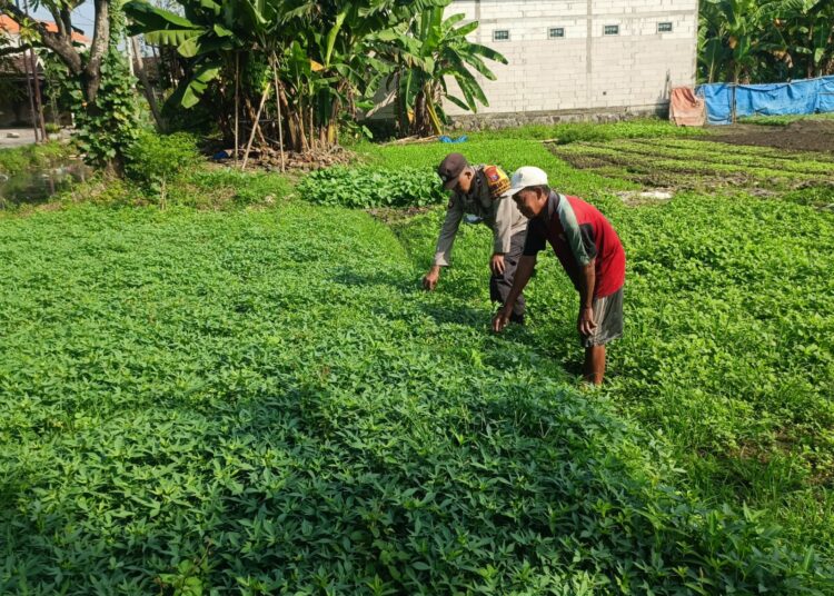 Polsek Wonoayu Tinjau Progres Pemanfaatan Pekarangan Pangan Bergizi di Desa Lambangan