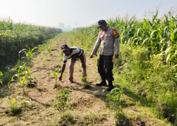 Dukung Han Pangan, Bhabinkamtibmas Polsek Balongbendo Dampingi Perawatan Tanaman Jagung