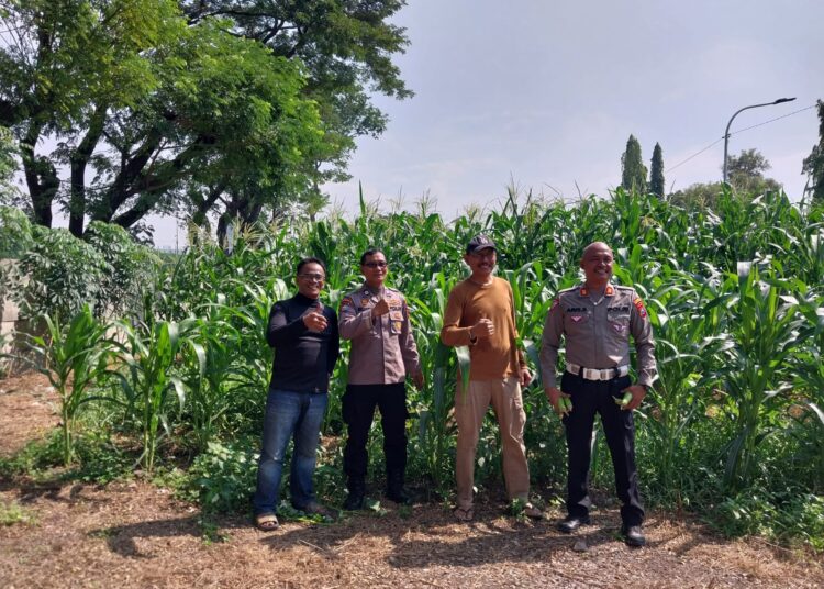 Polisi Cinta Petani, Bhabinkamtibmas Polsek Sidoarjo Kota Tinjau Lahan Jagung di Kelurahan Sidokare 