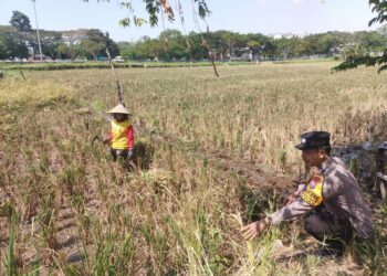 Polisi Bantu Warga Sepanjang Taman Giatkan Ketahanan Pangan Lewat Penanaman Padi 