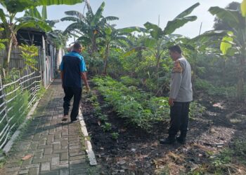 Bhabinkamtibmas Polsek Tulangan Dukung Swasembada Pangan Mandiri Lewat Program P2B 