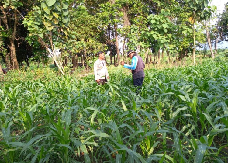 Polsek Krembung Turun Langsung Masifkan Polisi Cinta Petani di Lahan Ketahanan Pangan Desa Lemujut 
