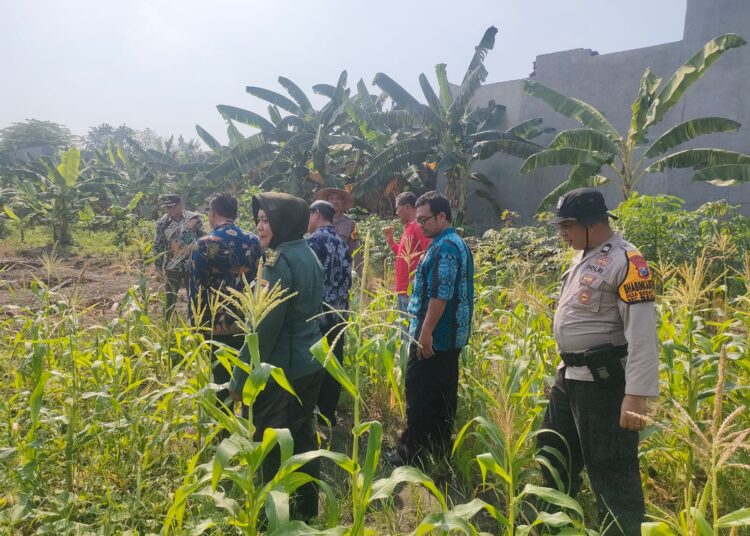 Polsek Sedati Pantau Lahan P2B, Optimalkan Penanaman Jagung untuk Ketahanan Pangan