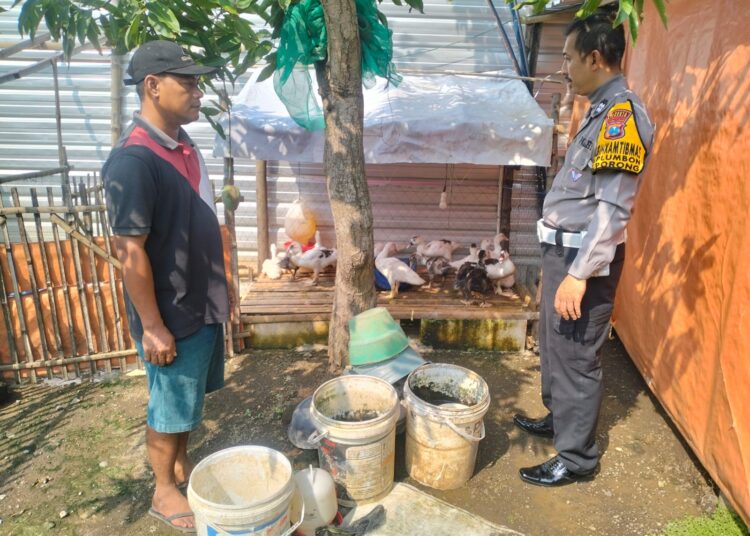 Polsek Porong Dukung Ketahanan Pangan, Cek Budidaya Entok Warga Desa Plumbon