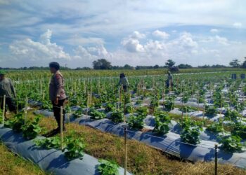 Kanit Binmas Polsek Prambon Tinjau Lahan Cabai dan Terong, Dukung Swasembada Pangan Mandiri Warga
