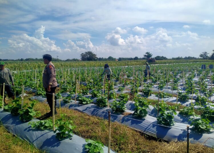 Kanit Binmas Polsek Prambon Tinjau Lahan Cabai dan Terong, Dukung Swasembada Pangan Mandiri Warga