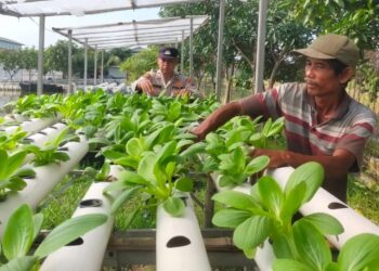 Bhabinkamtibmas Desa Keboharan Rawat Lahan Hidroponik Pakcoy, Dukung Ketahanan Pangan