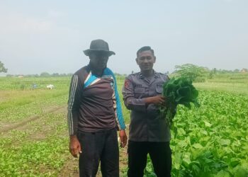 Polsek Krembung Dampingi Ketahanan Pangan Petani Desa Keret Rawat Tanaman Sawi