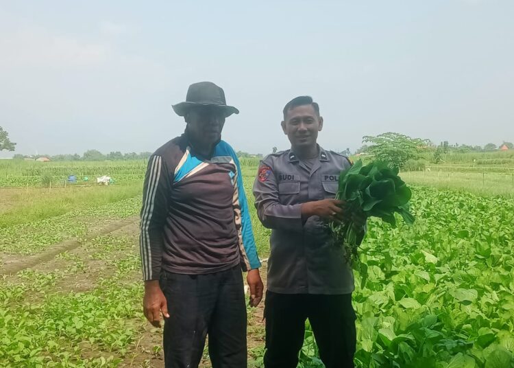 Polsek Krembung Dampingi Ketahanan Pangan Petani Desa Keret Rawat Tanaman Sawi
