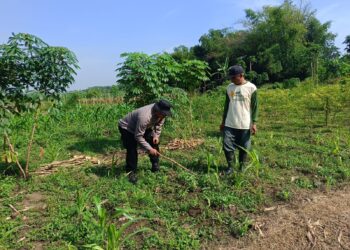 Bhabinkamtibmas Desa Waruberon Polsek Balongbendo Aktif Dorong Pemanfaatan Pekarangan Pangan Bergizi