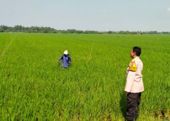 Warga Wonoayu Manfaatkan Lahan Kosong untuk Tanaman Padi, Dukung Ketahanan Pangan Nasional
