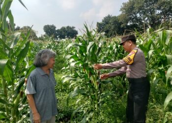 Polsek Taman Tinjau Perkembangan Lahan Jagung Program Ketahanan Pangan