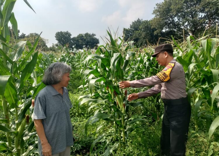 Polsek Taman Tinjau Perkembangan Lahan Jagung Program Ketahanan Pangan