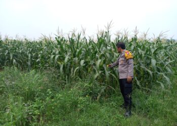 Polsek Krembung Dampingi Petani Rawat Jagung Dongkrak Swasembada Pangan Mandiri