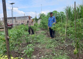 Polisi Cinta Petani, Bhabinkamtibmas Desa Kemantren Edukasi Petani Terong