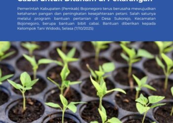 Pemkab Bojonegoro Bagikan Bibit Cabai