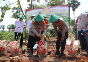 Polres Tuban Tanam Jagung Kuartal IV di Panyuran