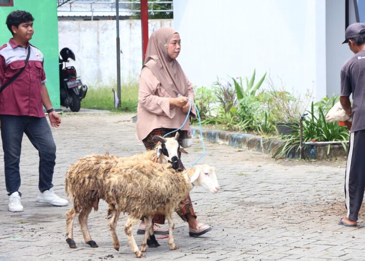 Pemkab Bojonegoro Salurkan 2.400 Ekor Domba