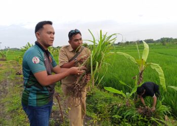FKBN Tinjau Lahan Pertanian Organik Bela Negara di Lamongan