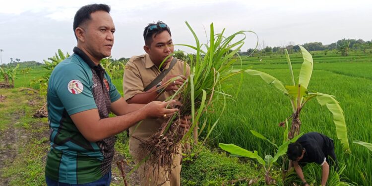 FKBN Tinjau Lahan Pertanian Organik Bela Negara di Lamongan