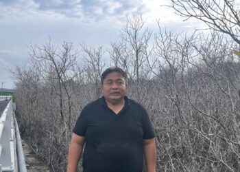 Mangrove di Benoa Mati Imbas Pipa Bocor?, Man Parta: Pihak Terkait Harus Tangung Jawab