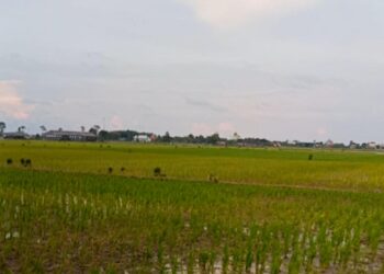 Lamongan di Persimpangan: Antara Lumbung Padi dan Krisis Kesuburan Tanah