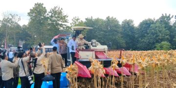 Panen Raya di Tuban, Presiden Prabowo Apresiasi Peran Polri Wujudkan Ketahanan Pangan Nasional