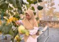 Wisata Petik Melon Hidroponik di Sambongrejo Diminati Pengunjung 