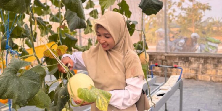 Wisata Petik Melon Hidroponik di Sambongrejo Diminati Pengunjung 