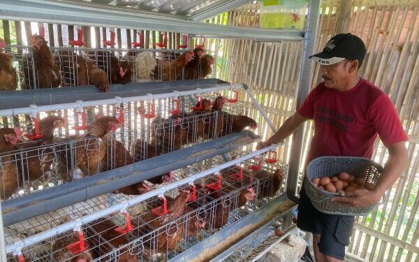 Harga Pakan Naik, Pemkab Bojonegoro Siapkan 2 Skema Bantu Peternak GAYATRI