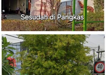 DLH Lamongan Tegaskan Warga Dilarang Pangkas Pohon di Jalan Tanpa Izin
