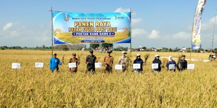 Koramil Karanggeneng Dukung Kemandirian Pangan Lewat Panen Raya Padi