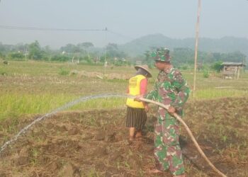 Babinsa Dukung Produktivitas Pertanian di Tengah Kemarau