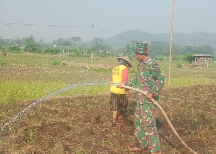 Babinsa Dukung Produktivitas Pertanian di Tengah Kemarau